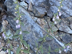 Sairocarpus vexillocalyculatus