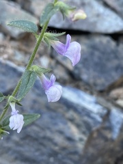 Sairocarpus vexillocalyculatus