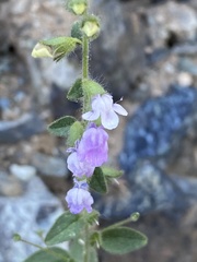 Sairocarpus vexillocalyculatus