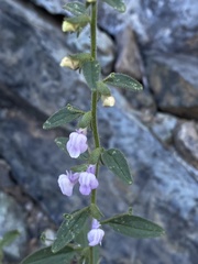 Sairocarpus vexillocalyculatus