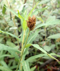 Carex macloviana