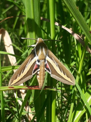 Hyles euphorbiarum