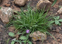 Spergularia fimbriata