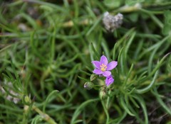 Spergularia fimbriata