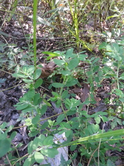 Euphorbia humistrata