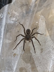 Lycosidae
