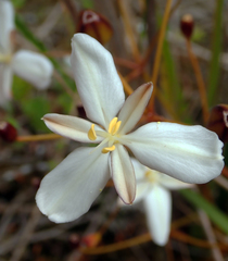 Libertia peregrinans