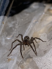 Lycosidae