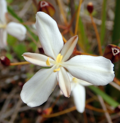 Libertia peregrinans