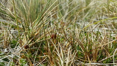 Rostkovia magellanica