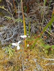 Libertia peregrinans