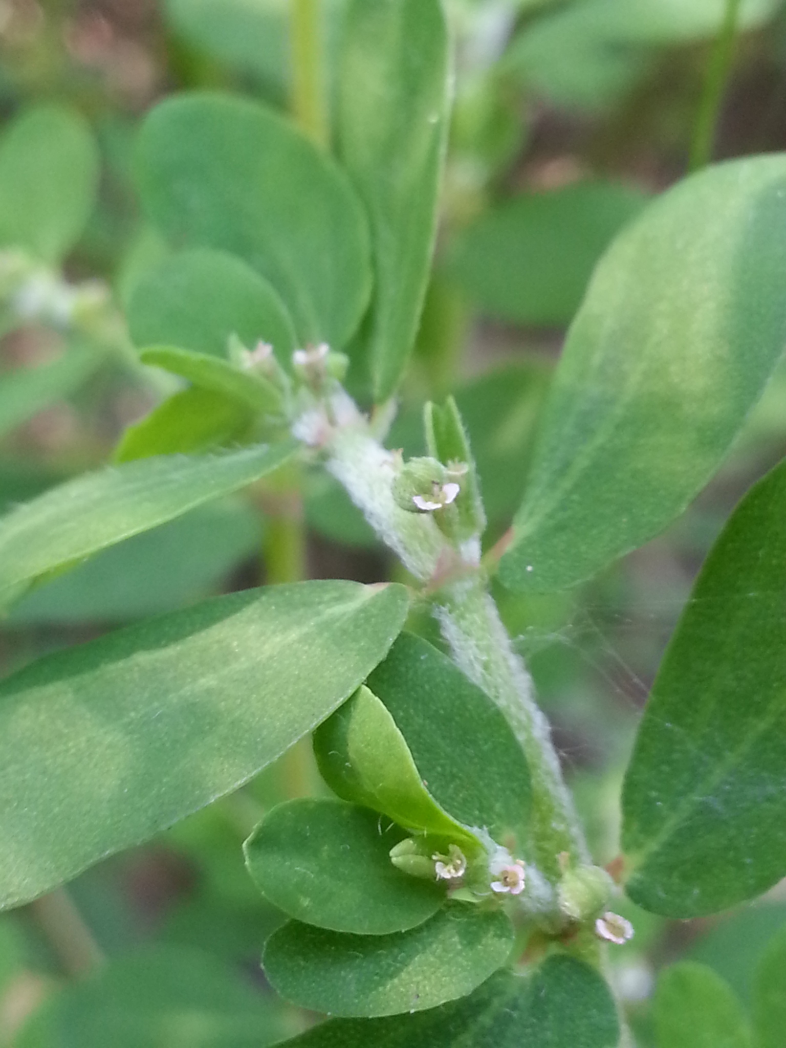 Euphorbia humistrata