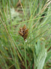 Carex macloviana