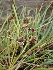 Carex bicolor