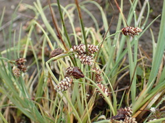 Carex bicolor