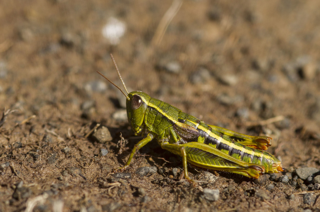 Christiopteris tricuspis マレーシア固有の着生シダ Christiopteris tricuspis マレーシア固有の着生シダ Christiopteris