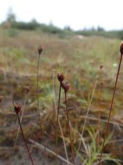 Juncus biglumis