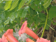 Sceliphron asiaticum