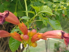 Sceliphron asiaticum