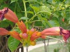 Sceliphron asiaticum