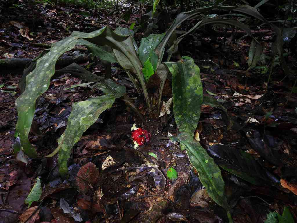 Disteganthus basilateralis