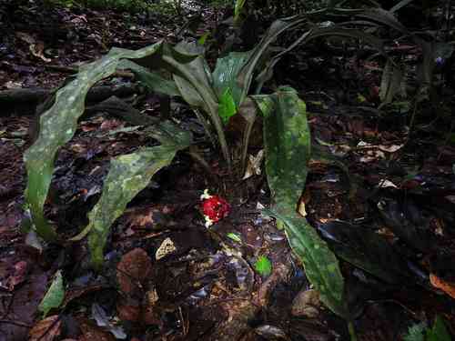 Disteganthus lateralis