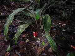 Disteganthus basilateralis