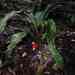 Disteganthus basilateralis - Photo (c) olivier_fortune, algunos derechos reservados (CC BY-NC), subido por olivier_fortune