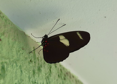 Heliconius sara thamar