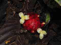 Disteganthus basilateralis