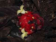 Disteganthus basilateralis