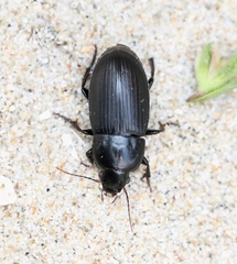 Harpalus serripes