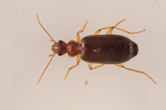 Dromius