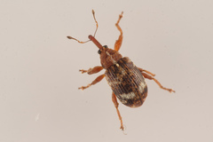 Anthonomus pedicularius