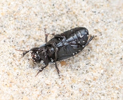 Harpalus serripes