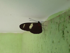 Heliconius sara thamar