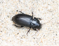 Harpalus serripes