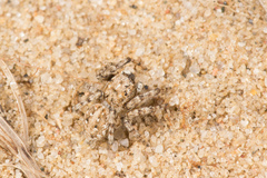 Attulus distinguendus