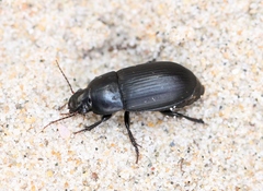 Harpalus serripes