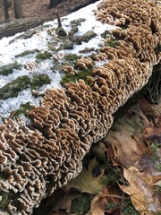 Cerrena zonata