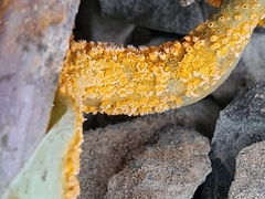 Puccinia whakatipu