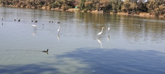 Ardea alba