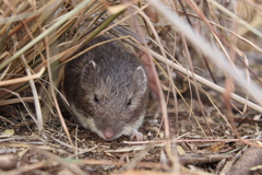 Heteromys irroratus