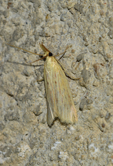 Ematheudes punctella