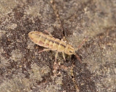 Isotomurus palustris