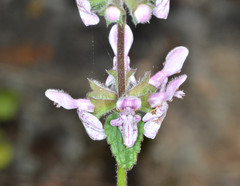 Stachys ajugoides