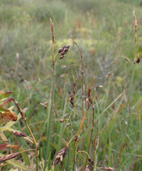 Carex rariflora
