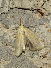 Ematheudes punctella