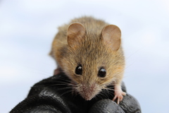 Reithrodontomys fulvescens