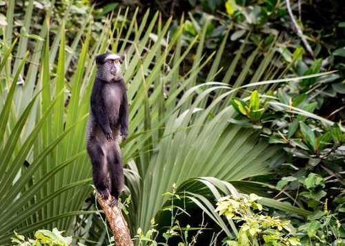 Blue Monkey, Quissama, Angola, photo 7 of 10